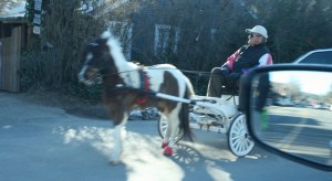 mini_horse_julian_ca