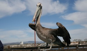 pelican