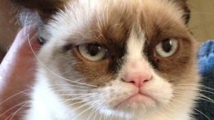 grumpy_cat
