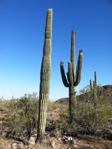 cactus2