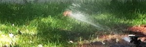 sprinkler